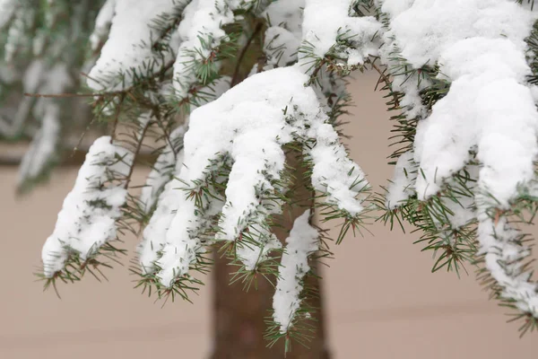 Ramas Agujas Abeto Cubiertas Nieve Bosque Invernal Finlandia — Foto de Stock