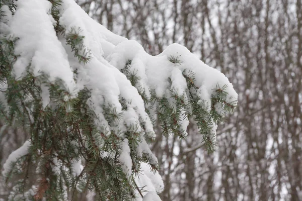 Şube Ladin Iğnelerden Finlandiya Kış Ormanda Kar Ile Kaplı — Stok fotoğraf