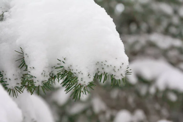 Ramas Agujas Abeto Cubiertas Nieve Bosque Invernal Finlandia — Foto de Stock