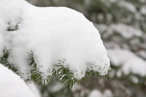 Ramas Agujas Abeto Cubiertas Nieve Bosque Invernal Finlandia — Foto de Stock