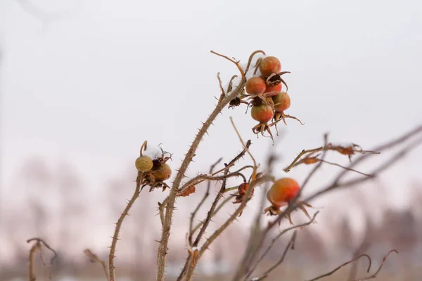 Paisagem Inverno Neve Mato Rosa Selvagem Close — Fotografia de Stock