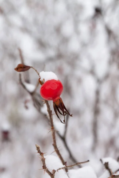 Winter landscape and snow on a wild rose bush close-up