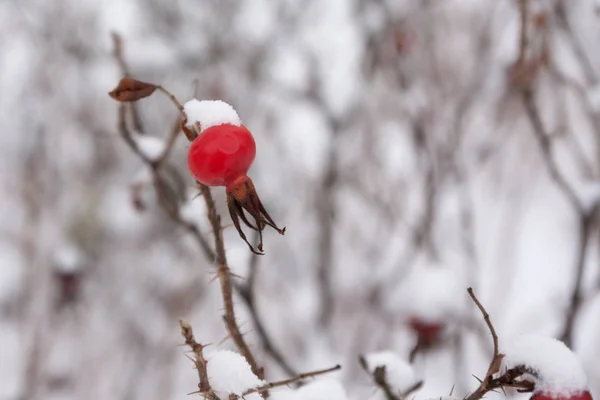 Winterlandschaft Und Schnee Einem Wilden Rosenbusch Aus Nächster Nähe — Stockfoto