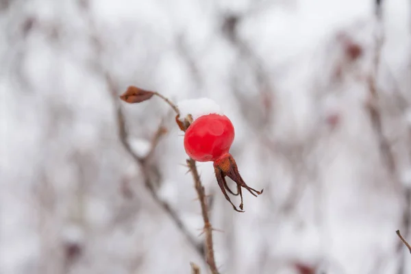 Winter landscape and snow on a wild rose bush close-up