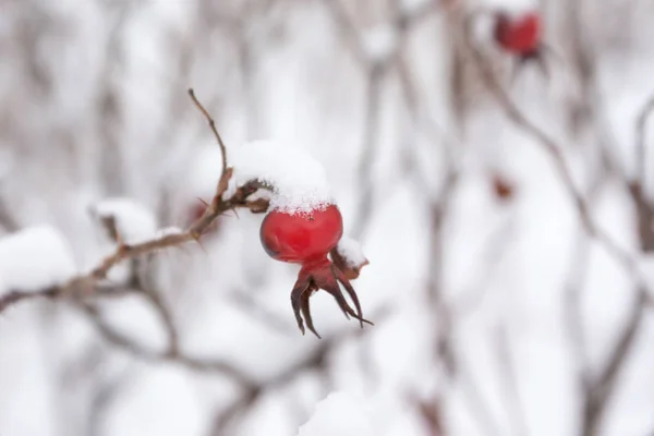 冬季景观和雪在野生玫瑰灌木特写镜头 — 图库照片