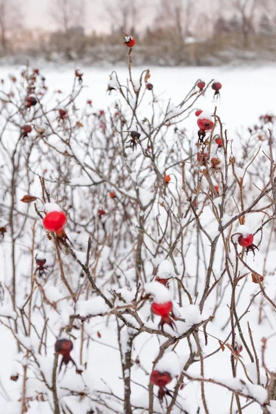 Winter landscape and snow on a wild rose bush close-up