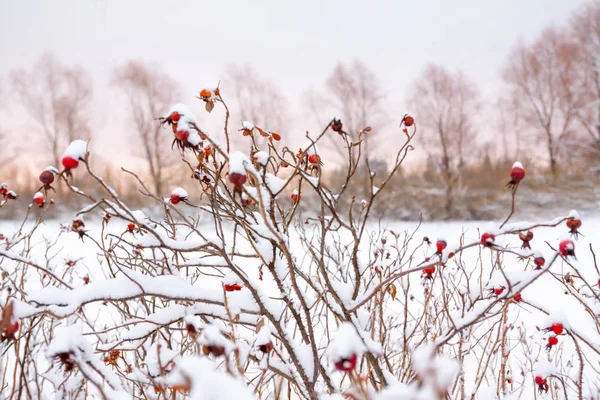 Paisagem Inverno Neve Mato Rosa Selvagem Close — Fotografia de Stock