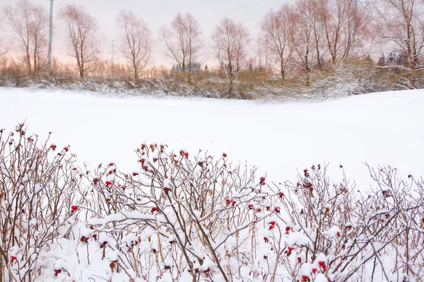 Winter landscape and snow on a wild rose bush close-up