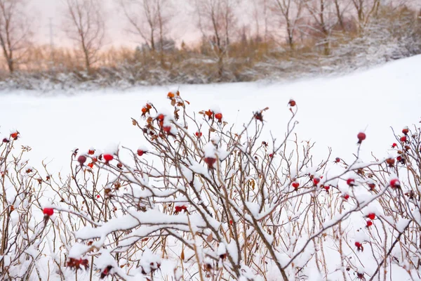 Winter landscape and snow on a wild rose bush close-up