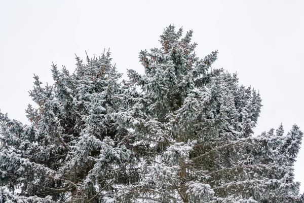 Ramas Árbol Con Nieve Sobre Fondo Cielo Azul Invierno — Foto de Stock