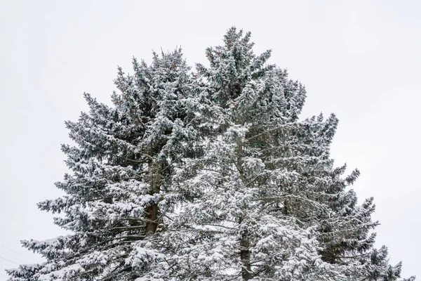 Ramas Árbol Con Nieve Sobre Fondo Cielo Azul Invierno — Foto de Stock