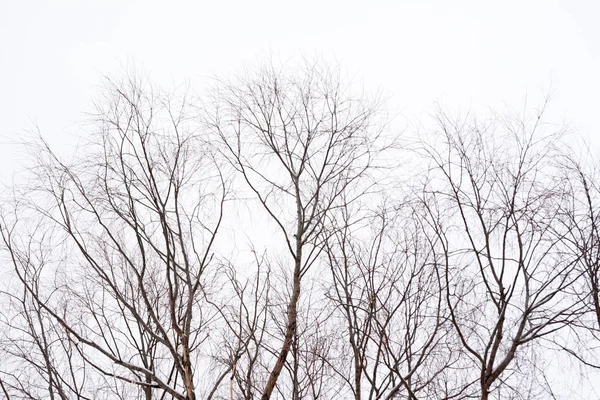Rami Albero Con Neve Uno Sfondo Cielo All Inverno — Foto Stock