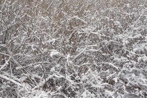 Texture Bush Branches Covered Snow Ice Close Winter Landscape — Stock Photo, Image