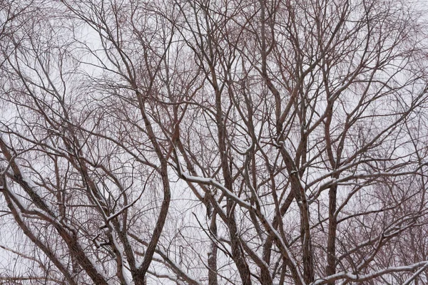 Las Ramas Del Árbol Con Nieve Sobre Fondo Del Cielo —  Fotos de Stock