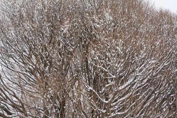Texture Bush Branches Covered Snow Ice Close Winter Landscape — Zdjęcie stockowe