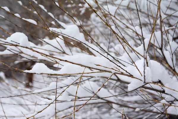 Ramas Arbusto Cubiertas Nieve Hielo Cerca Paisaje Invierno —  Fotos de Stock