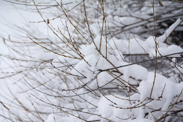 Ramas Arbusto Cubiertas Nieve Hielo Cerca Paisaje Invierno — Foto de Stock