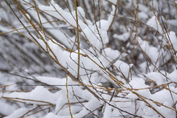 在冬季景观中 覆盖着冰雪的灌木丛分枝 — 图库照片