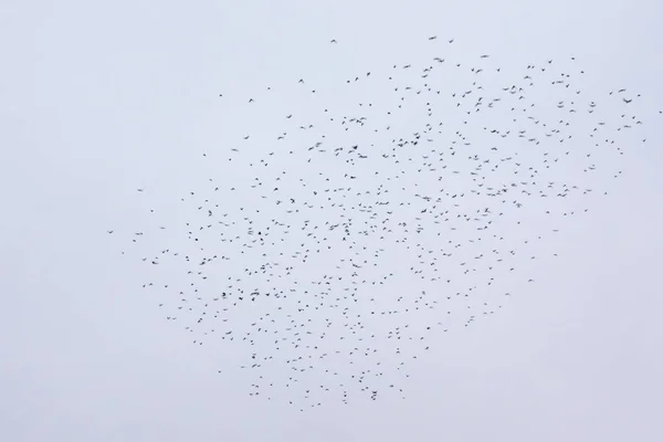 Rebanho Pássaros Céu Inverno — Fotografia de Stock