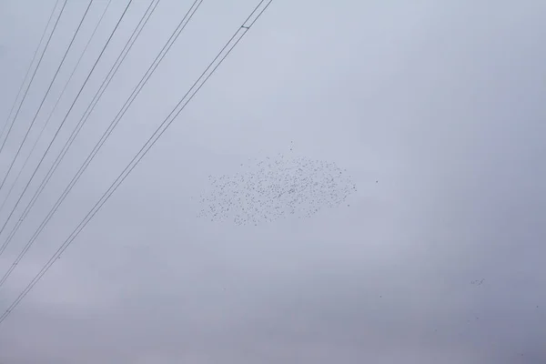 Línea Eléctrica Una Bandada Aves Noche Invierno Kouvola Finlandia — Foto de Stock