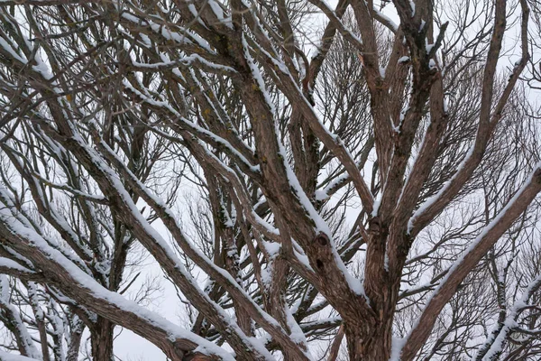 Gałęzie Drzewa Śniegiem Tle Nieba Zimie — Zdjęcie stockowe