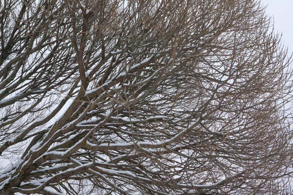 Gałęzie Drzewa Śniegiem Tle Nieba Zimie — Zdjęcie stockowe