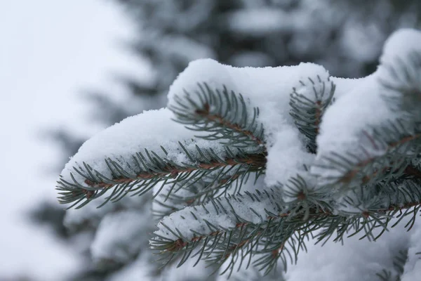 Ramas Agujas Abeto Cubiertas Nieve Bosque Invernal Finlandia — Foto de Stock