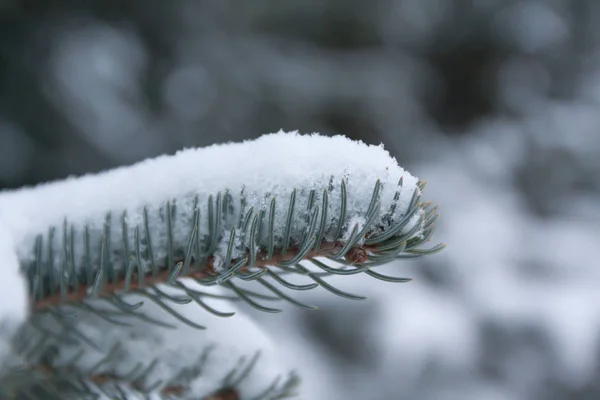 Şube Ladin Iğnelerden Finlandiya Kış Ormanda Kar Ile Kaplı — Stok fotoğraf