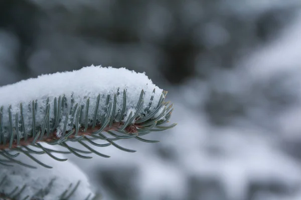 Ramas Agujas Abeto Cubiertas Nieve Bosque Invernal Finlandia — Foto de Stock