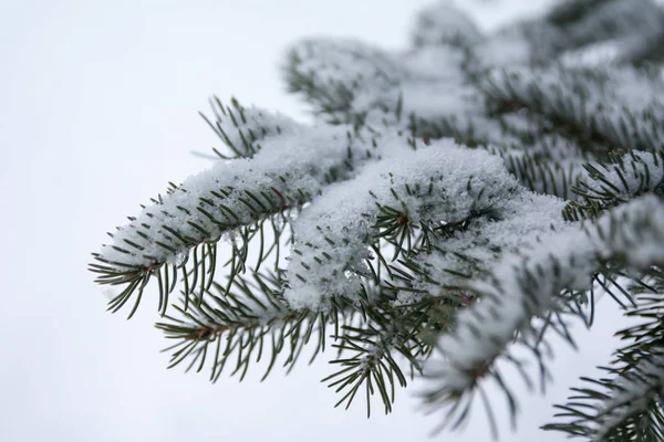 Ramas Agujas Abeto Cubiertas Nieve Bosque Invernal Finlandia — Foto de Stock