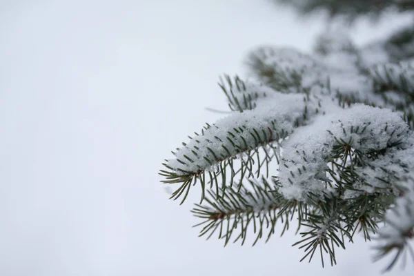 Branches Needles Spruce Covered Snow Winter Forest Finland — Stock Photo, Image