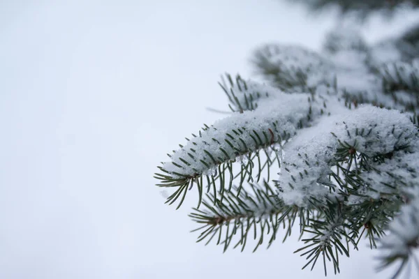 Ramos Agulhas Abeto Cobertos Neve Floresta Inverno Finlândia — Fotografia de Stock