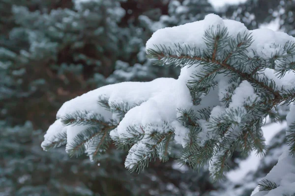 Ramas Agujas Abeto Cubiertas Nieve Bosque Invernal Finlandia — Foto de Stock