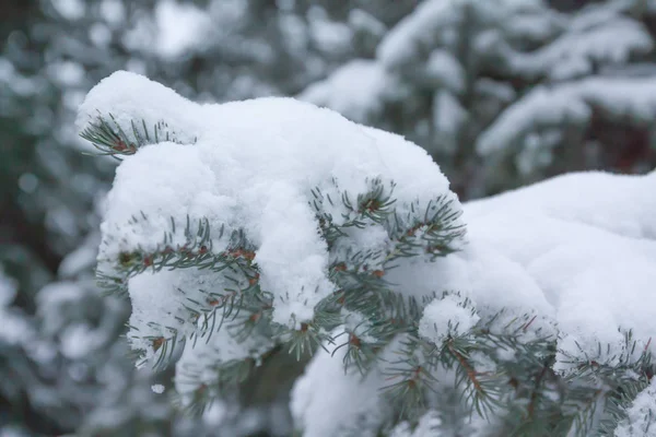 Ramas Agujas Abeto Cubiertas Nieve Bosque Invernal Finlandia — Foto de Stock