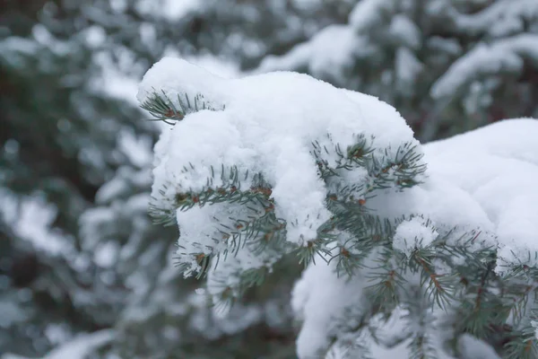 Ramas Agujas Abeto Cubiertas Nieve Bosque Invernal Finlandia — Foto de Stock