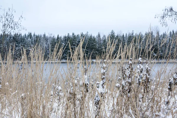 Close Grama Coberta Neve Costa Rio Kymijoki Finlândia Inverno Paisagem — Fotografia de Stock