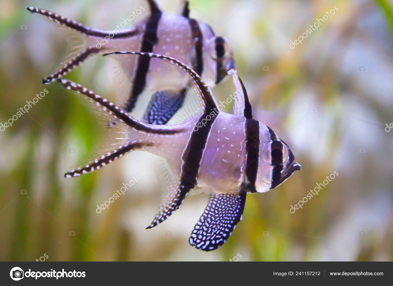 Get Banggai Cardinalfish Pterapogon Kauderni Wonderful Beautiful For Android Free Wallpaper Banggai Cardinalfish Pterapogon Kauderni Wonderful Beautiful For Android