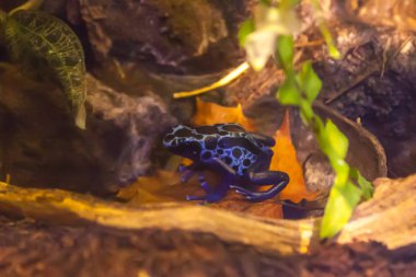 Mavi zehirli ok kurbağası - Dendrobates tinctorius azureus terrarium içinde.
