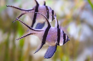 Banggai Kardinaller - Pterapogon kauderni. Harika ve güzel sualtı dünya ile tropikal balık.