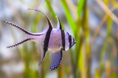 Banggai Kardinaller - Pterapogon kauderni. Harika ve güzel sualtı dünya ile tropikal balık.