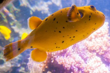Sarı Blackspotted kirpi veya köpek suratlı kirpi balığı - Arothron Nigropunctatus. Harika ve güzel sualtı dünya mercan ve tropikal balık.