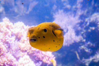 Sarı Blackspotted kirpi veya köpek suratlı kirpi balığı - Arothron Nigropunctatus. Harika ve güzel sualtı dünya mercan ve tropikal balık.