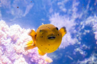 Sarı Blackspotted kirpi veya köpek suratlı kirpi balığı - Arothron Nigropunctatus. Harika ve güzel sualtı dünya mercan ve tropikal balık.