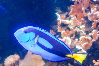 Mavi Tang cerrah balık - Paracanthurus hepatus. Harika ve güzel sualtı dünya mercan ve tropikal balık.