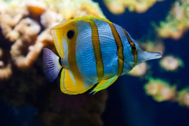 Copperbanded kelebek balık Chelmon Rostratus. Harika ve güzel sualtı dünya mercan ve tropikal balık.