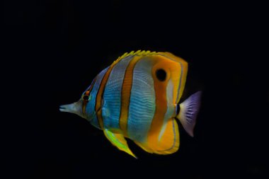 Copperbanded kelebek balık Chelmon Rostratus. Harika ve güzel sualtı dünya mercan ve tropikal balık.