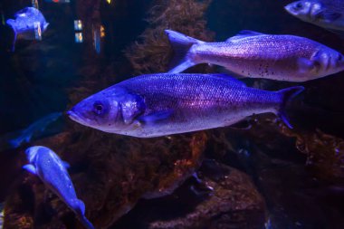 Akvaryum alabalık ya da somon alabalık - Oncorhynchus mykiss, yakın çekim.