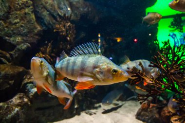 Balık Tatlısu levreği - akvaryum perca fluviatilis.