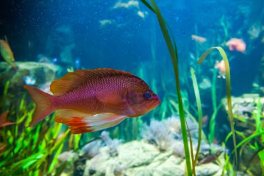 Sincap balık. Harika ve güzel sualtı dünya mercan ve tropikal balık.