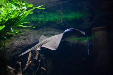 Motoro stingray - bir akvaryum Potamotrygon motoro